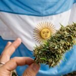 Argentina busca sumarse a la vanguardia global en libertades individuales con un proyecto para legalizar la marihuana